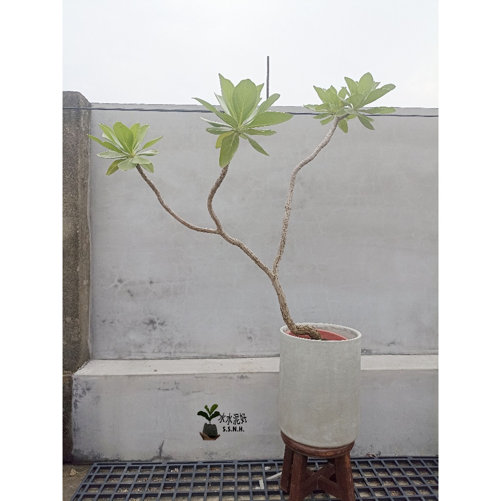 水水泥好水泥盆栽 白水木水泥盆栽 白水木x圓柱水泥盆 水泥植栽北歐侘寂風格室外陽台落地盆栽大型室外店外觀葉植物禮品盆栽禮