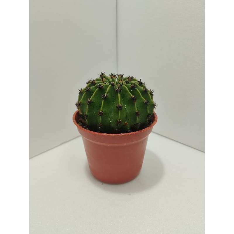 《秧藍園藝社》八卦紅 | 球形仙人掌  | 多肉植物 | 新手植物 |室內植物 | 辦公室植物 |