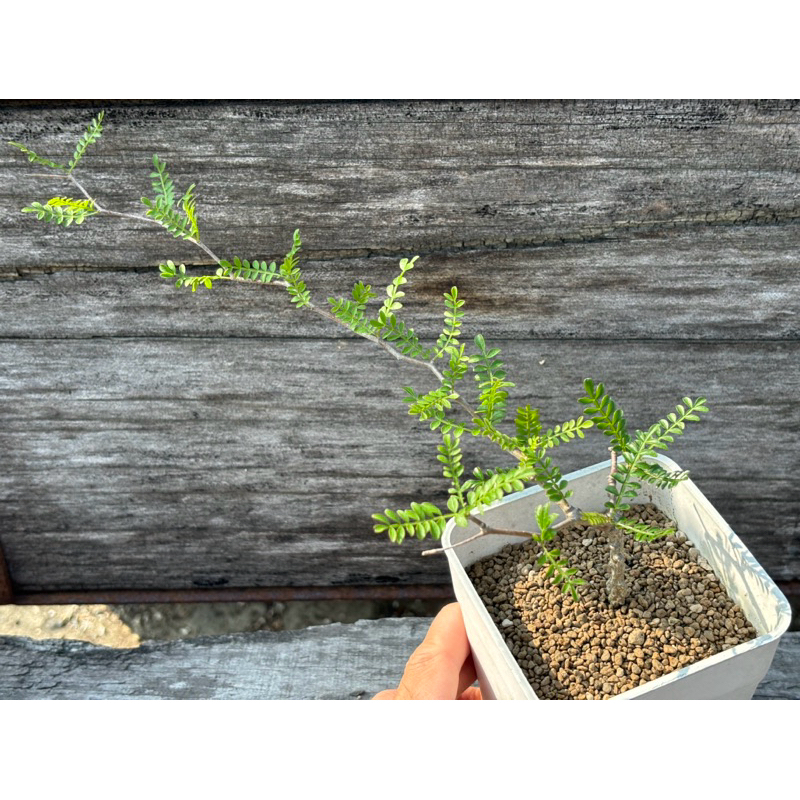 象足漆樹  Operculicarya pachypus 塊根植物/實生4吋/奧莉諾多肉園