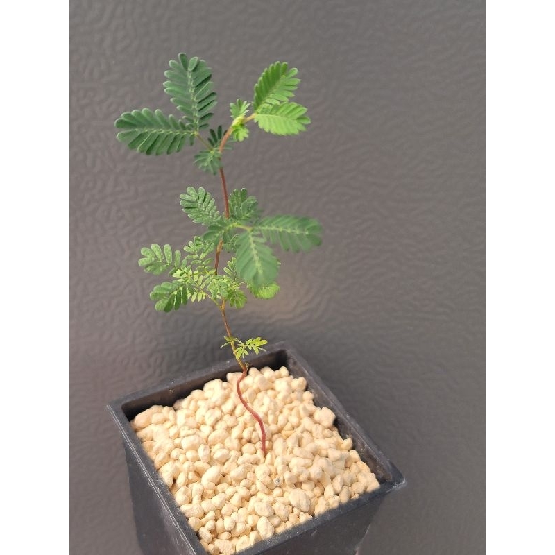 紫葉貝利氏相思樹/Acacia baileyana 'Purpurea'