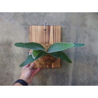 (柯比植物)鹿角蕨 大顆 立葉銀葉鹿角蕨(銀鹿) Platy. veitchii 上實木板 上板植物