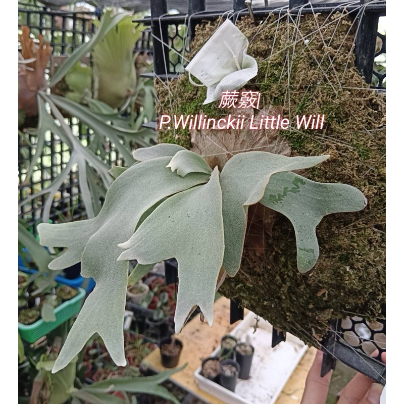 蕨竅~little will鹿角蕨 |無臉哇鹿角蕨| P.little will| 側芽販售 |代客上板