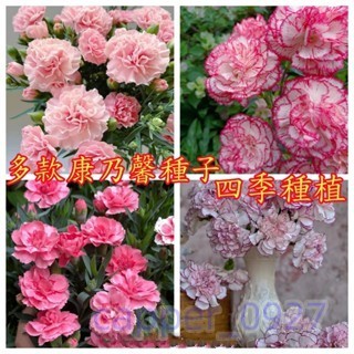 新採摘『康乃馨種子』 重瓣康乃馨種子 四季開花不斷 花卉種子 室內陽臺盆栽花卉種子 四季播種花子