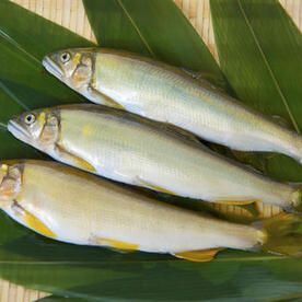 【川品】宜蘭山泉水養殖母香魚 特大3尾裝 重390克  每尾都有飽滿的魚卵