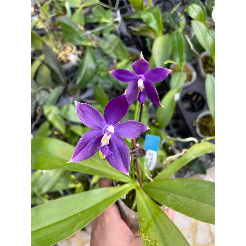 【芃程蘭舍】超深紫藍蝴蝶蘭交種實生苗 1.7吋巨大株 實生苗