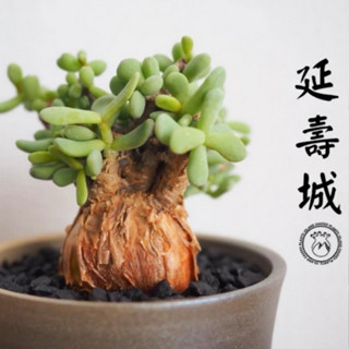 延壽城 Ceraria pygmaea 原產塊根 塊根植物 盆栽 塊根 療癒 陽臺 植栽 園藝