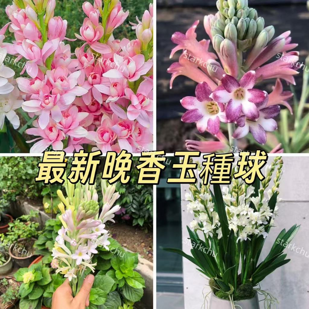 免運大熱銷【新品晚香玉種球】超強驅蚊花卉晚香玉種球 種根 重辦夜來香 夏季驅蚊驅蟲盆栽花卉 濃香型花卉種植 花園陽台露台