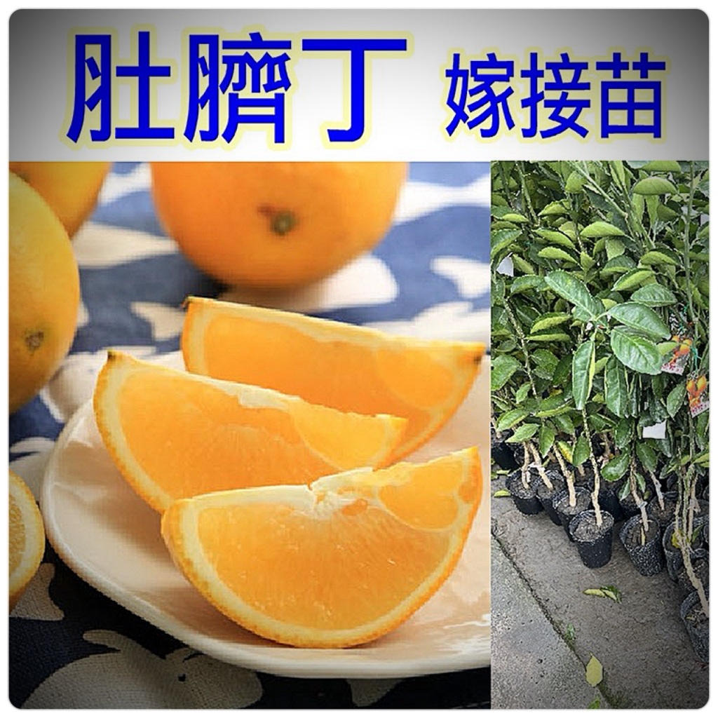 正宗 肚臍丁苗🟡嫁接苗🟡肚臍橙苗 黃肉柳丁苗 紅肉柳丁苗 木瓜蜜丁苗 雞蛋柳丁苗 無籽柳丁苗 肚臍丁苗 紅香橙柳丁苗