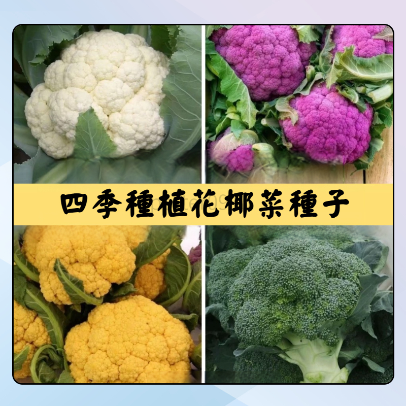 各種花菜種子【寶塔花椰菜種子】四季種植營養高產蔬菜 多彩花椰菜種子 四季花種子有機花菜種 蔬菜種子