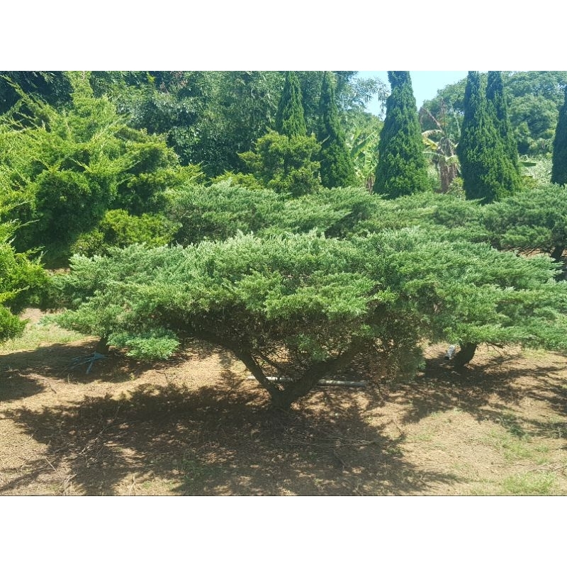 三芝苗圃-倒柏大量供應
