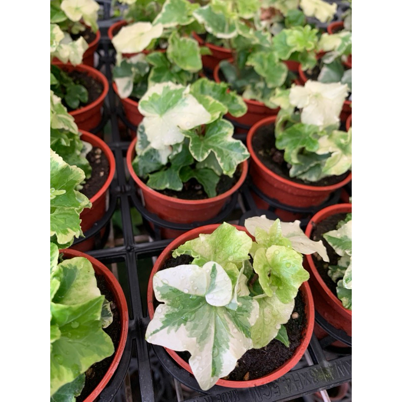植plant & flower ~ 日本特殊常春藤  天使之翼  大麥町  白雪姬