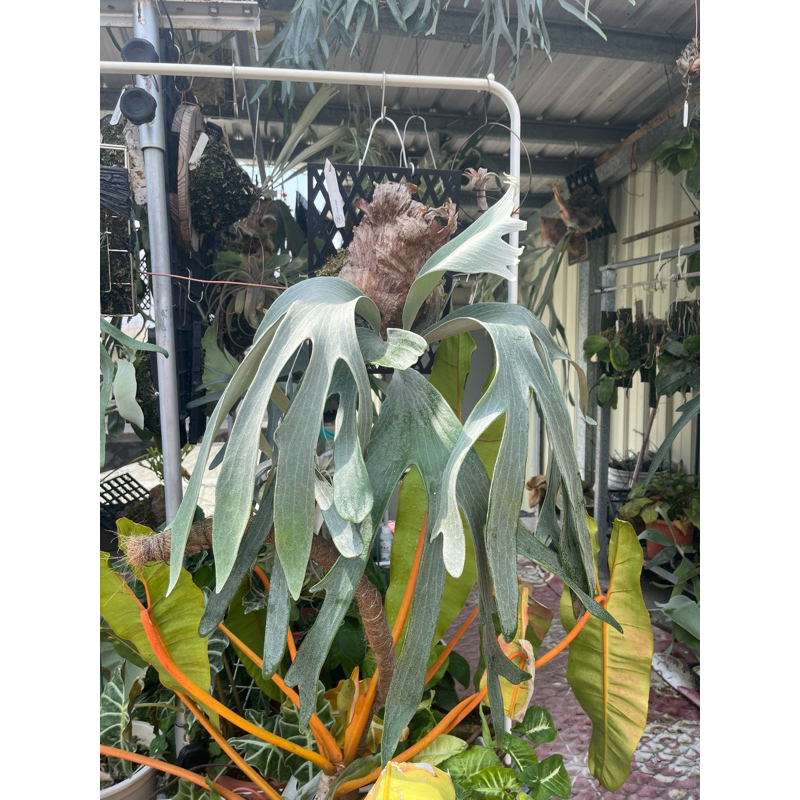 賓仔鹿兒園¥鹿角蕨/保羅偉士牌/側芽