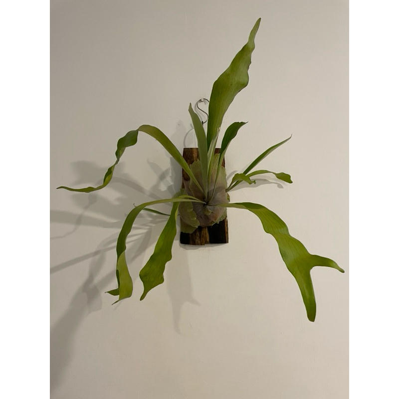 立葉鹿角蕨 上板穩植 多大側芽 立葉