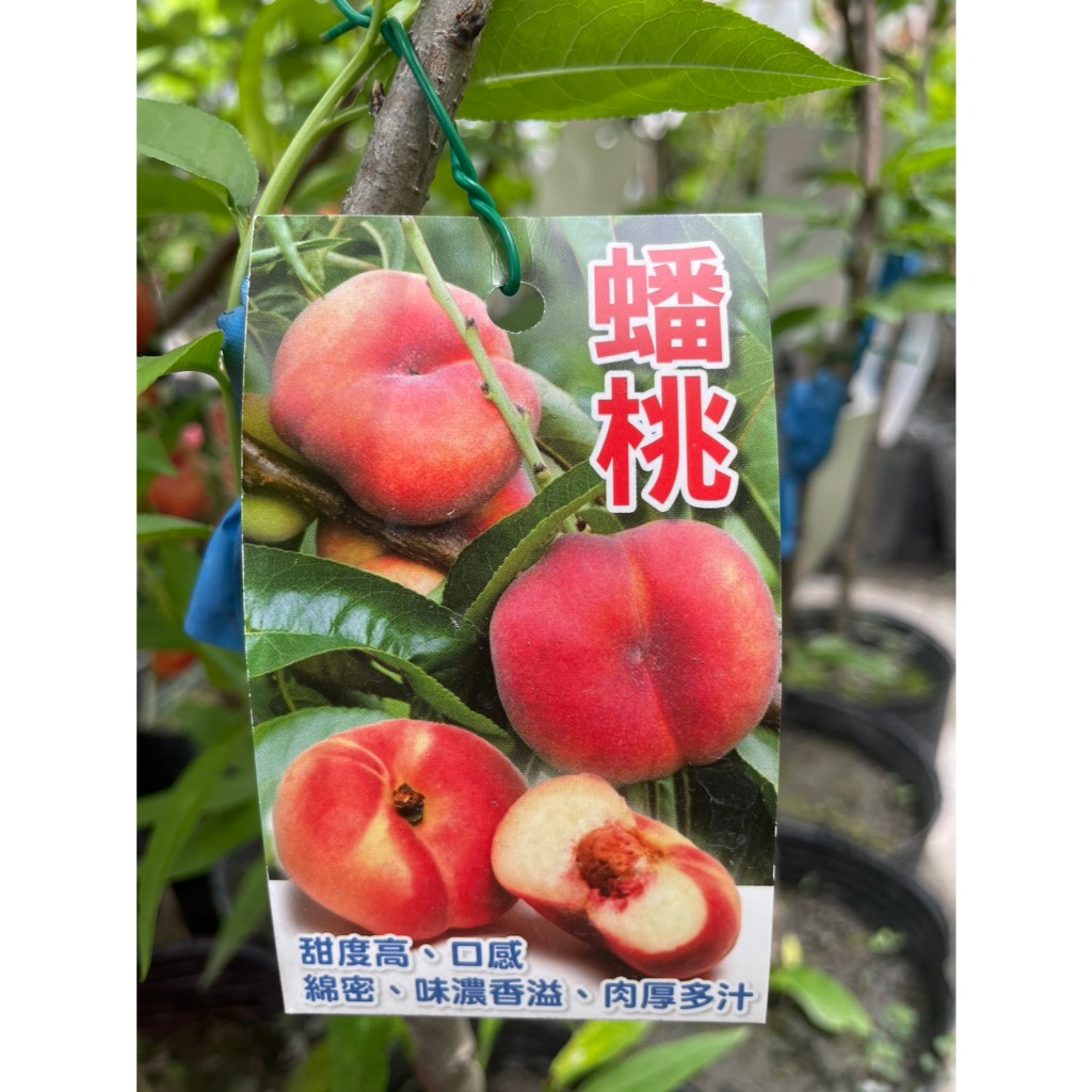 🌱水果苗【 蟠桃】 4吋盆黑軟袋