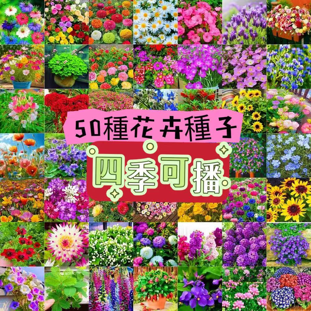 蝦皮熱銷【多款現貨花卉種子】  花種子 易發芽種子 茉莉花種子小雛菊種子 碗蓮 梔子花 百日草 玫瑰花 向日葵 包發芽