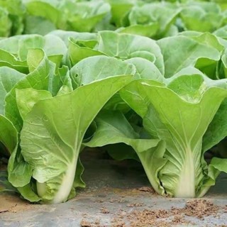 🥬【奶油快菜種子】🥬 20天成熟耐 熱耐高溫四季速生快菜種籽 高產小白菜種子蔬菜種子 庭院盆栽陽臺蔬菜種籽