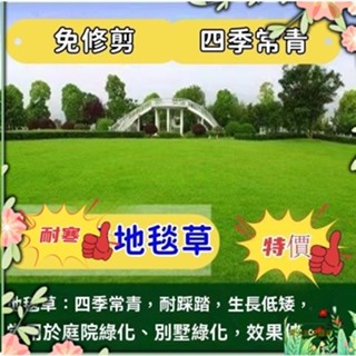 ☛500克☛地毯草種子 矮生草坪種子 四季青 果嶺草 臺灣青 免修剪草坪草籽護坡草皮種籽四季庭院耐寒四季