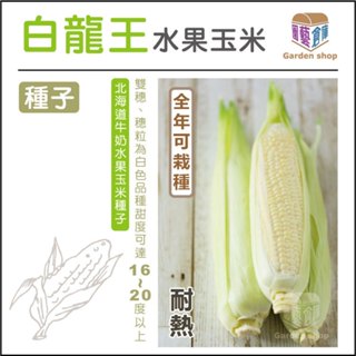 白龍王水果玉米種子(北海道牛奶水果玉米) -小包裝-園藝倉庫