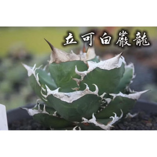立可白嚴龍(小) 一物一拍 龍舌蘭科 多肉 陽光美錦DAYLIGHT PLANTS