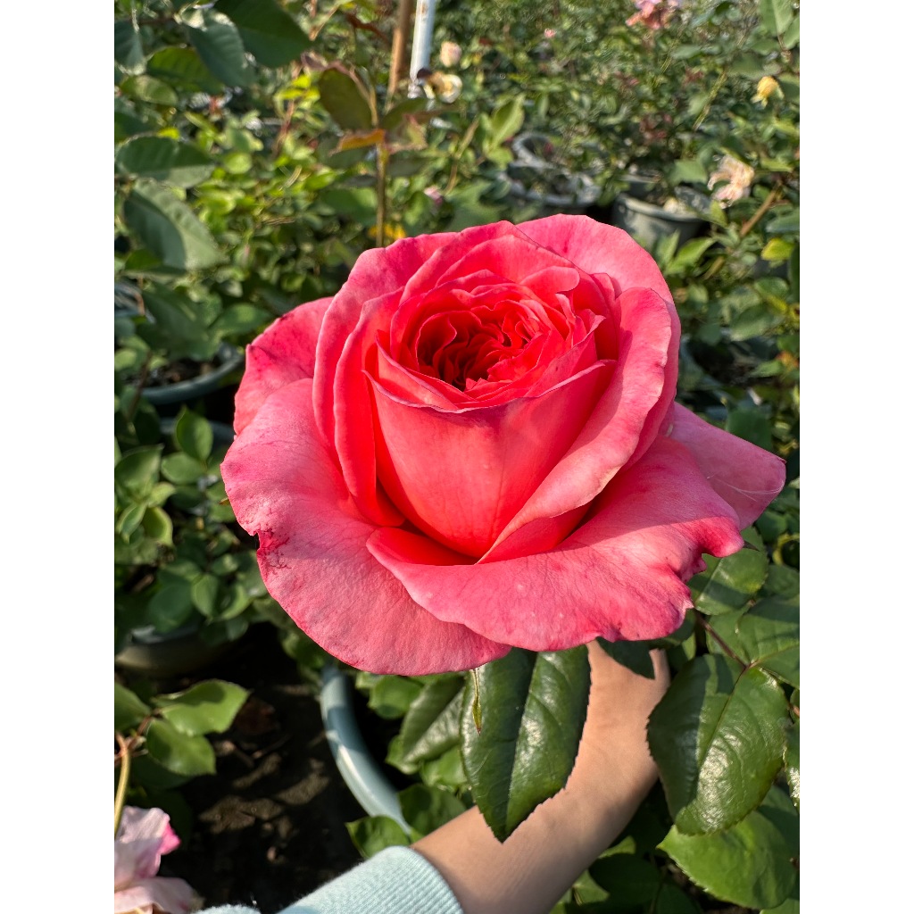 《粉色壓抑》 🈶貨 大花 🌹 玫瑰花盆栽苗 🌹 玫瑰苗 🌹 玫瑰花苗 🌹 玫瑰盆花 🌹玫瑰花🌹