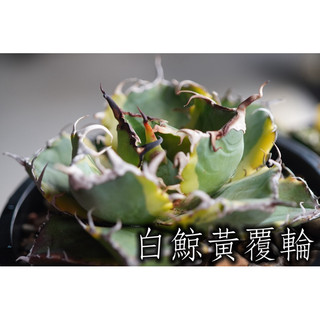 白鯨黃覆輪 一物一拍 龍舌蘭科 多肉 陽光美錦DAYLIGHT PLANTS