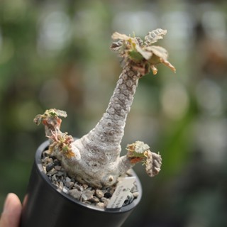 琉桑錦 錦葉琉桑 多肉盆栽 塊根 療癒 陽臺植物 植栽 園藝 原產塊根【阿金的便秘花園】D048