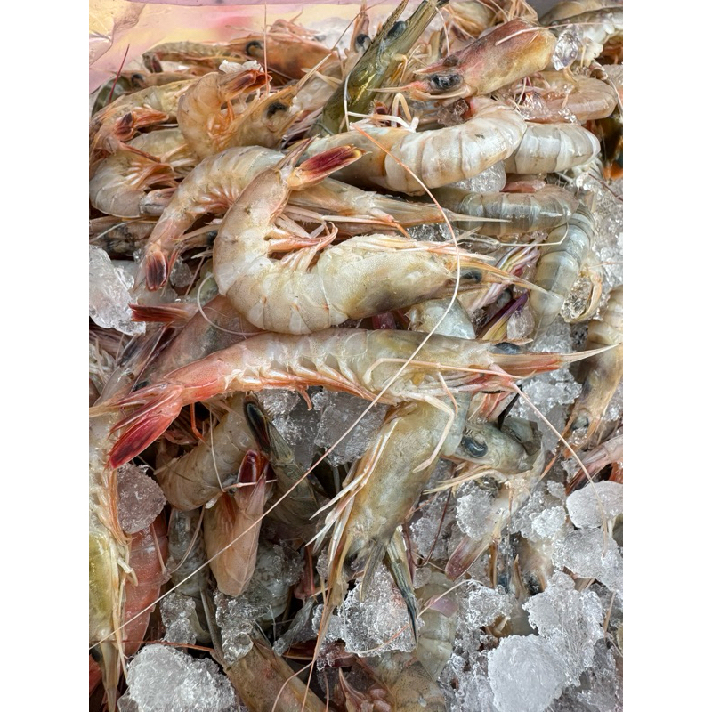 新鮮 狗蝦 火燒蝦 帶殼 半斤一包 磯釣 船釣 海釣場 黑格 前打 餌料 釣魚 釣魚餌料