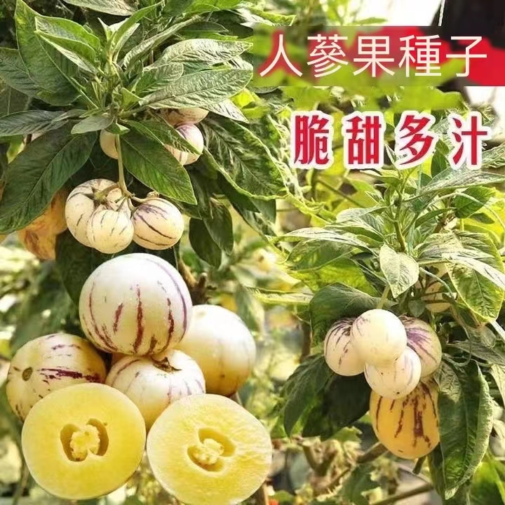 現貨 人參果種子 （20粒）香瓜 香瓜梨種子香艷茄種子 四季種植高產水果種子 庭院陽台農田種植 盆栽地栽水果 高產人參果