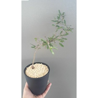 象足漆樹 塊根 塊莖 實生 盆栽