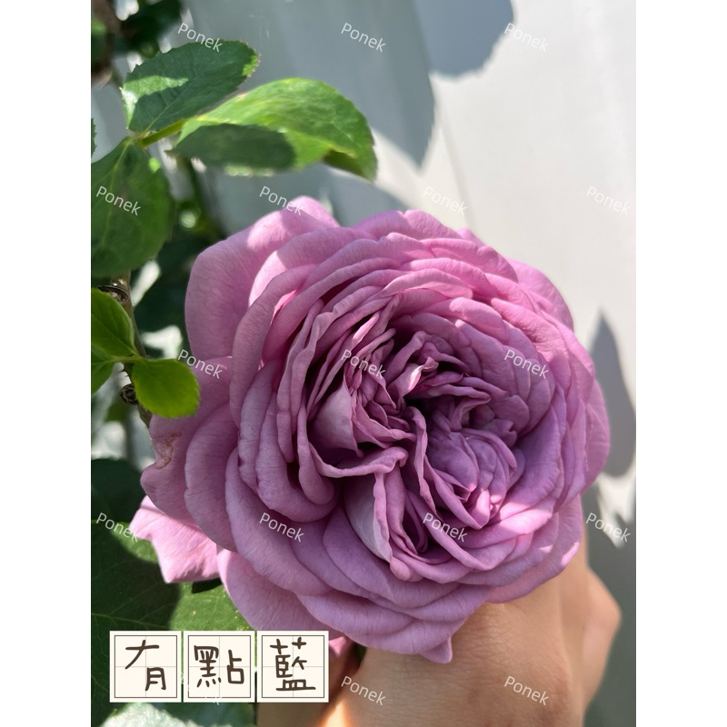 有點藍玫瑰花苗，目前缺貨喔！