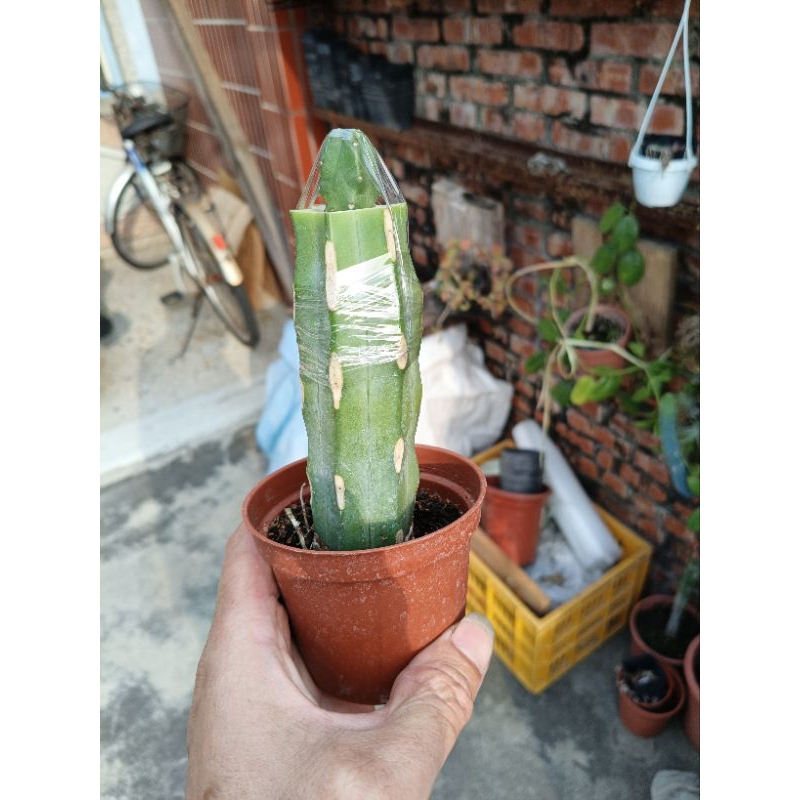 神龍木嫁接美花角仙人掌