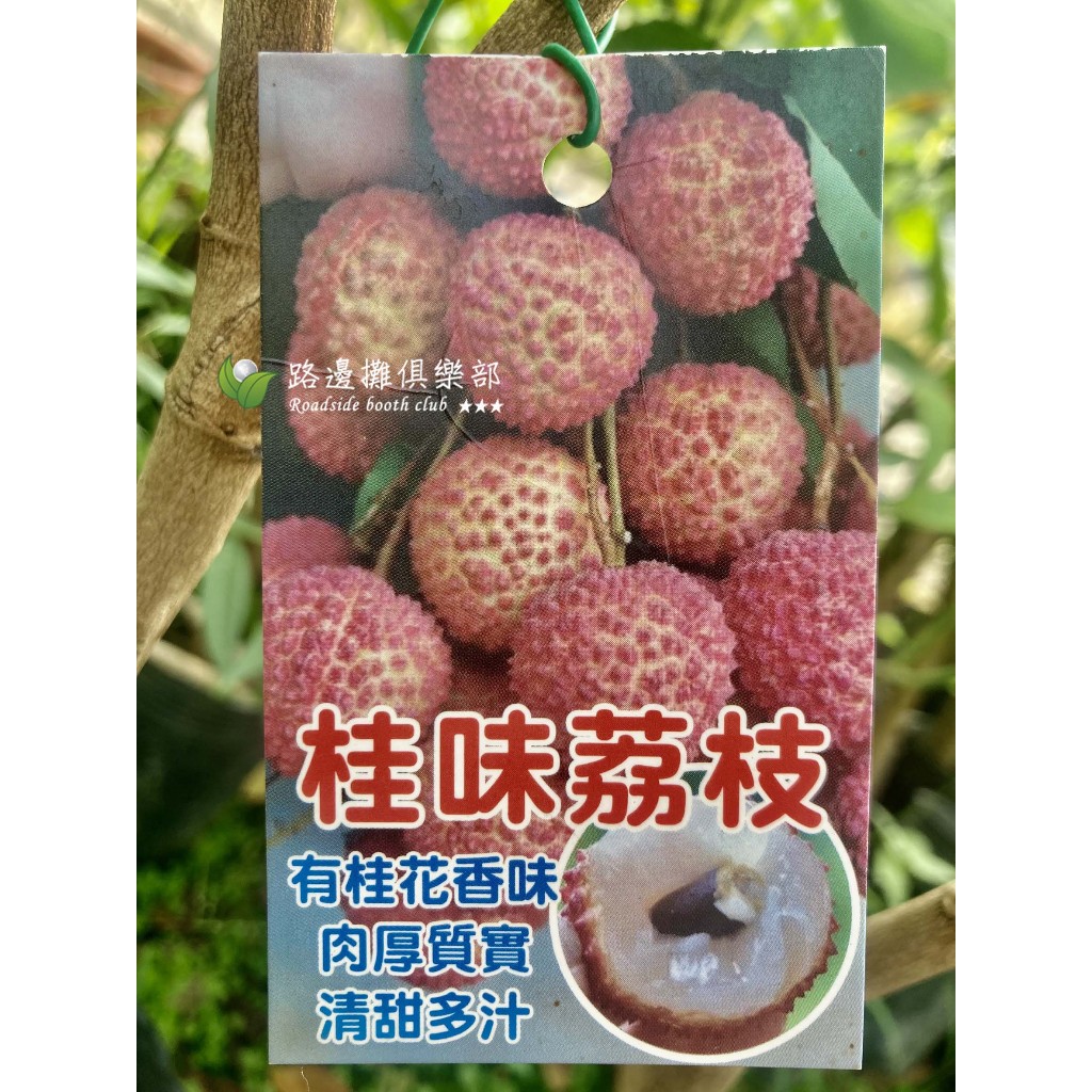 勿直接下標 桂味荔枝 桂花 荔枝苗 高壓苗 荔枝盆栽 荔枝樹苗 另有 玉荷包 黑葉 白糖櫻 大丁香 鵝蛋 巨無霸 早大荔