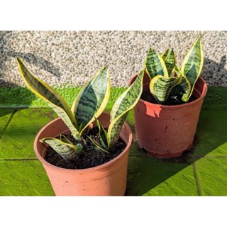 虎尾蘭 金邊虎尾蘭 裸根 空氣淨化 多肉植物