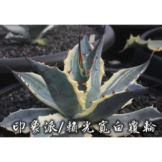 印象派/賴光寬白覆輪 一物一拍 龍舌蘭科 多肉 陽光美錦DAYLIGHT PLANTS