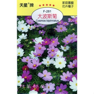 【良田種子~】Y21 大波斯菊Cosmos bipinnatus~穗耕種苗~天星牌種子~波斯菊種子~