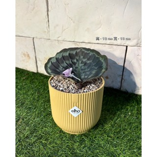 新芯晨花園/桃園三民店/孔雀薑/精品盆栽
