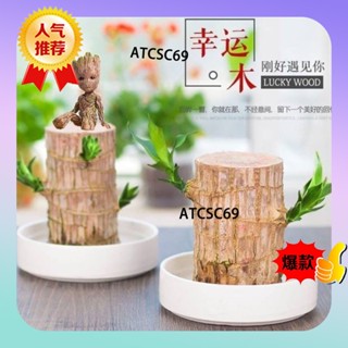 🔥限時促銷🔥巴西木 8-10cm 包出芽 水養幸運木 開花花卉格魯特綠植室內桌面水耕懶人植物巴達盆栽