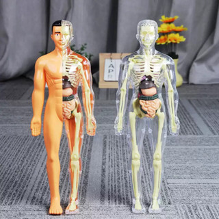兒童益智 3d立體 拼圖 玩具 男女 專用 人體 骨骼 器官 模型 手腦並用 互動 禮物 醫生