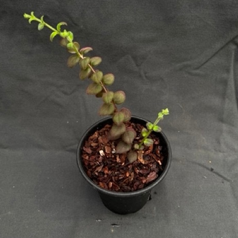 [懶生活]紫毛鯨魚花 觀葉植物 耐陰植物 室內植物 生態缸 垂吊植物 小品盆栽 Columnea gloriosa 3吋