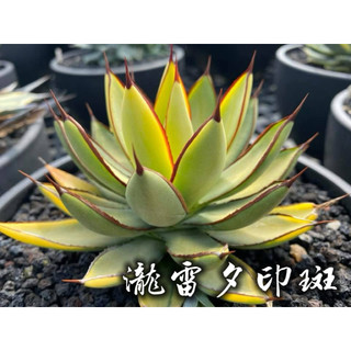 瀧雷夕印糊斑 一物一拍 龍舌蘭科 多肉 陽光美錦DAYLIGHT PLANTS