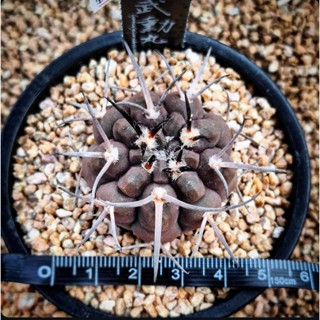 【武勳丸】伊葉植物社-實體門市／多肉塊根仙人掌進口植物室外室內窗臺陽臺辦公室珍稀特殊特別田尾潮流綠化植栽盆栽可愛