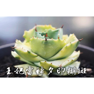 王妃雷神夕印糊斑 一物一拍 龍舌蘭科 多肉 陽光美錦DAYLIGHT PLANTS