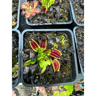 食蟲植物 捕蠅草捕蠅草