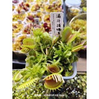 捕蠅草、漏斗捕蠅草Dionaea Muscipula "Trichterfalle"、食蟲植物