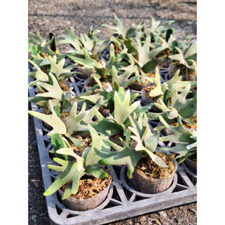 侏儒爪哇 細菌 玉女 鹿角蕨 孢子苗 2.5吋孢子苗 Platycerium willinckii'Jade Girl'