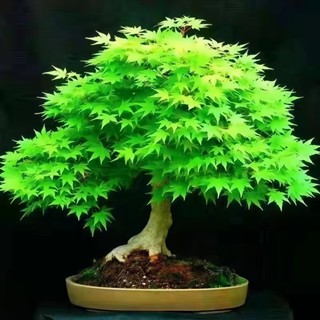 （2025新到貨）臺北青楓種子FS-9 綠色楓樹種子四季易種禪意綠植盆景室內外觀賞種子盆栽觀葉植物種子