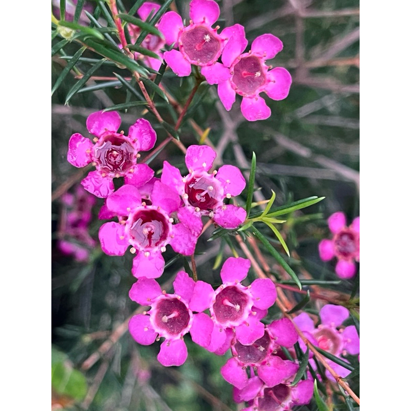 🇫🇷法國香水臘梅｜Chamelaucium ｜🌿植悟誌 6吋盆