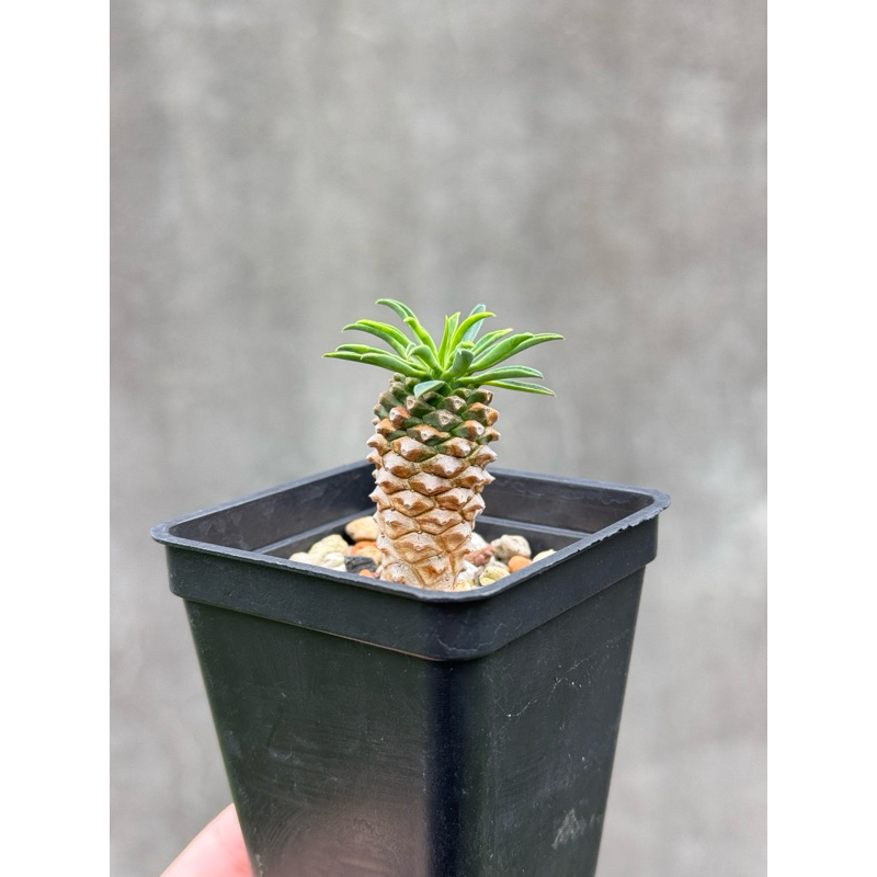 《一植入魂》怪魔玉 Euphorbia stellata 多肉植物