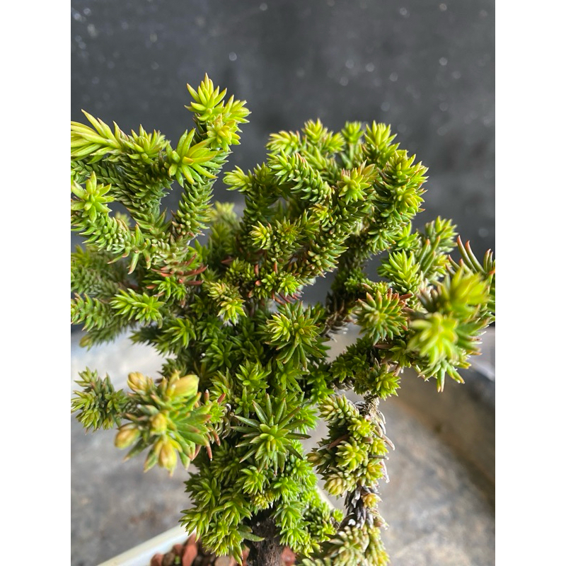 八房杉-3 八房杉的價格推薦- 2025年12月| 比價比個夠BigGo