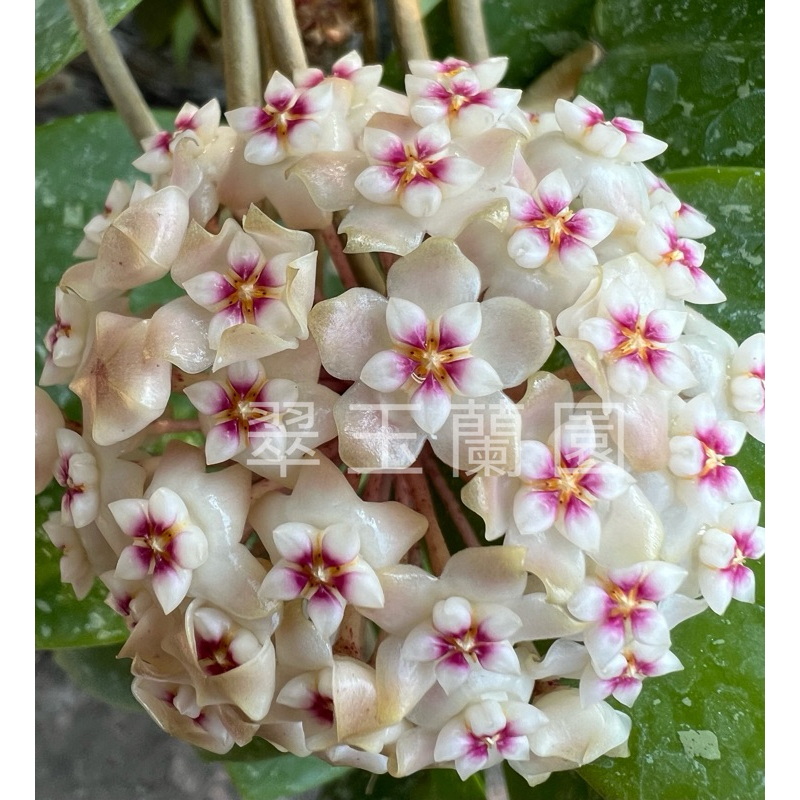 毬蘭苗 心葉全日香 Hoya parasitica heart leaf